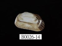 藏品(鬍魁蛤(布紋蚶))的圖片
